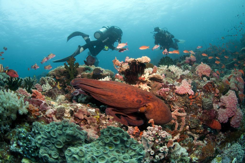 Best Times in Anilao: The New Snorkeling and Diving Craze