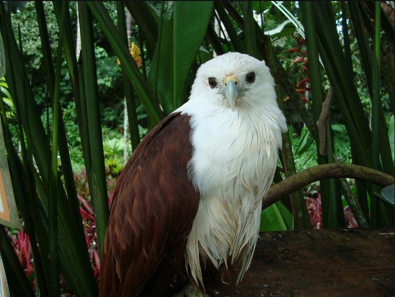 The Philippine Eagle Center