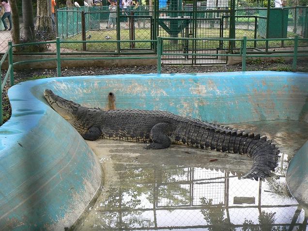 Davao's Famous Crocodile Farm
