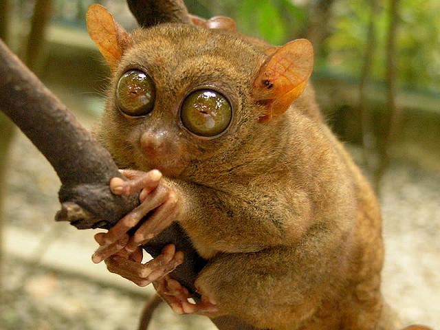 Philippine Tarsiers: Bohol’s Trademark