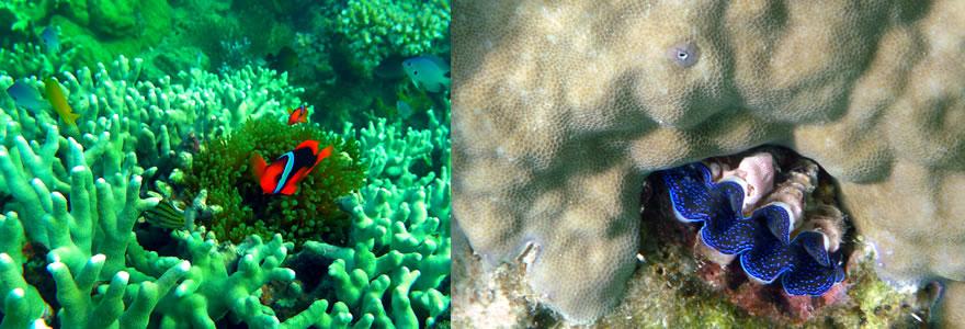 Dive and Capture the Picturesque Underwater of Polillo Coral Reef