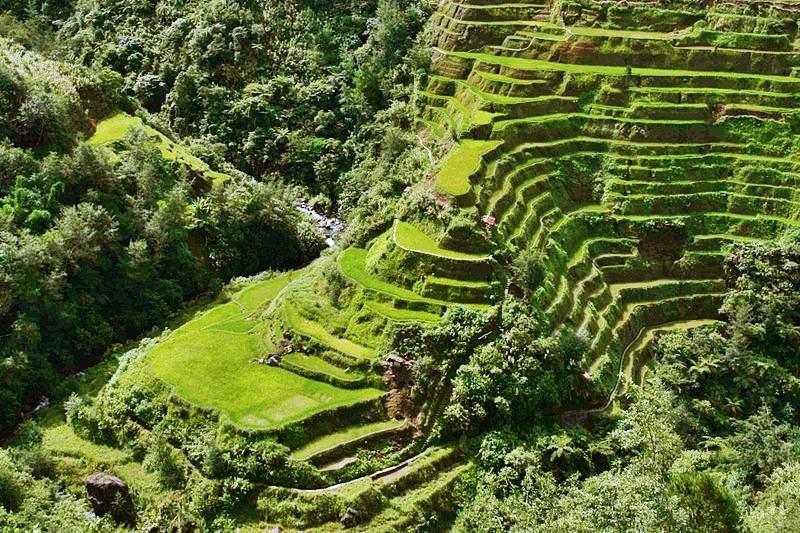 Celebrating the Bountiful Rice Culture of Ifugao 