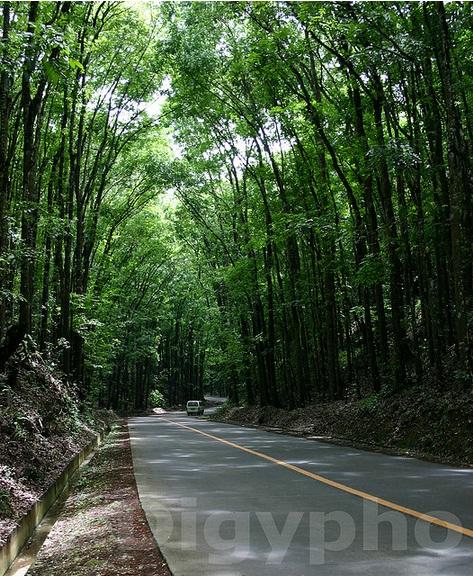 Scenic Forests in the Philippines