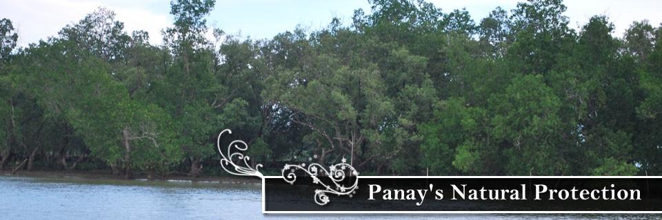 The Mangrove Forest: Panay
