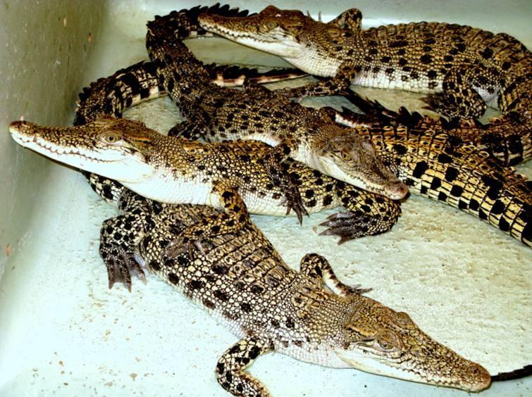 Palawan Crocodile Farm and Conservation Center