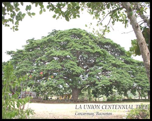 A Bird’s Eye View of La Union Centennial Tree