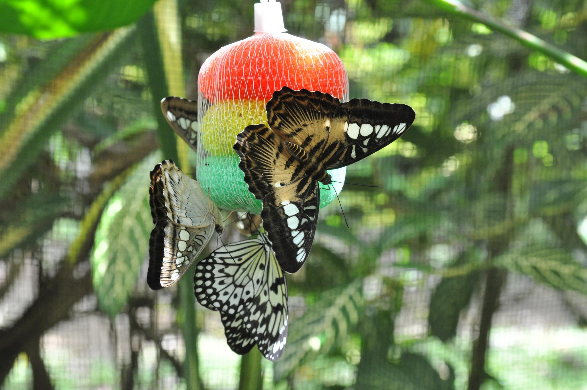 Simply Butterflies Conservation Center