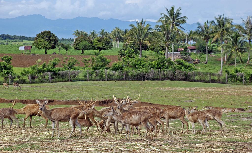 Australian Species of Deer in Deer Farm