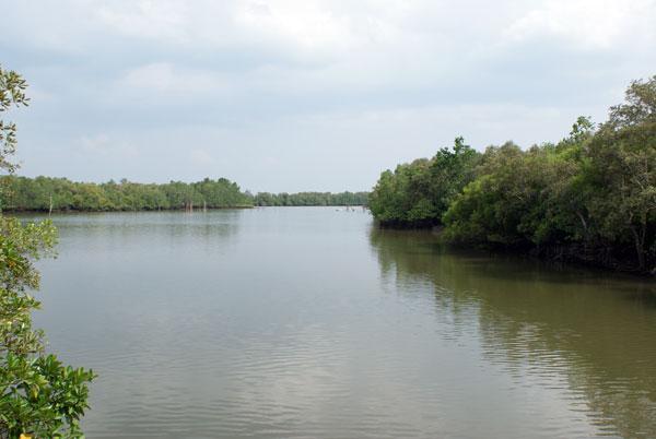 Talibon Mangrove Co-Management Area