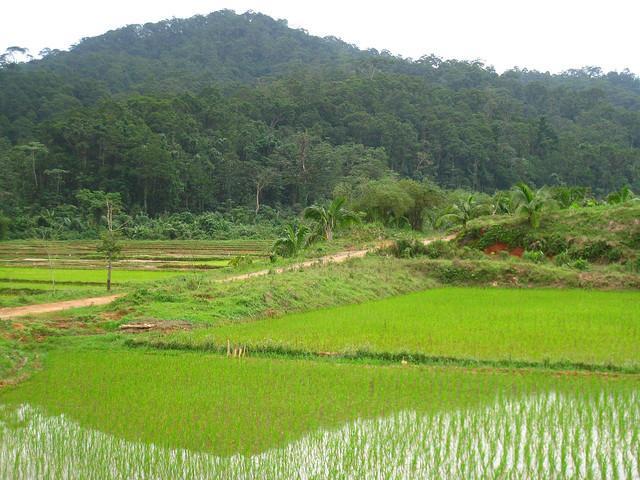 Calanasan Virgin Forest “The Land of Plenty”