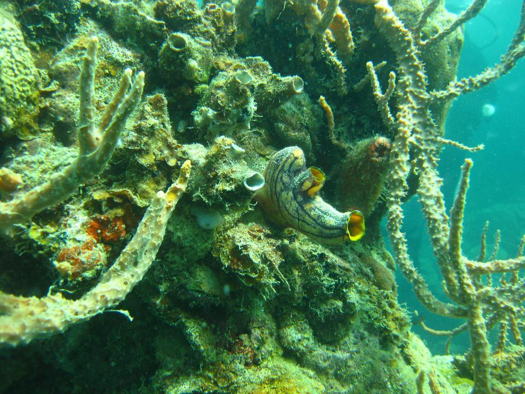 Diving at Coron Bay