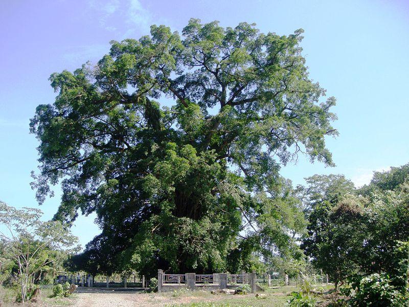 Balete Park and Millennium Tree – The Largest of Its Kind
