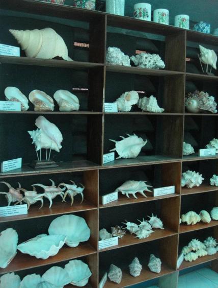 The Extraordinary Shell Museum of Bohol
