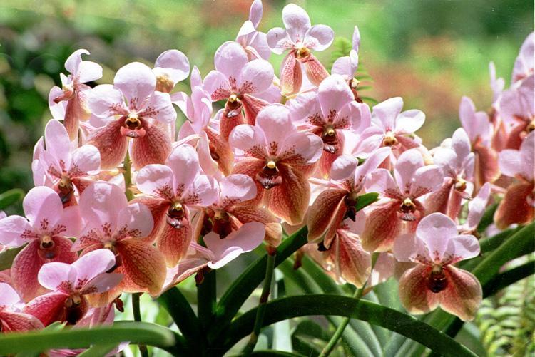 Waling-waling: The Queen of Philippine Orchids