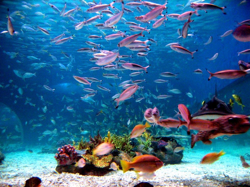 Manila Ocean Park: The Underwater World