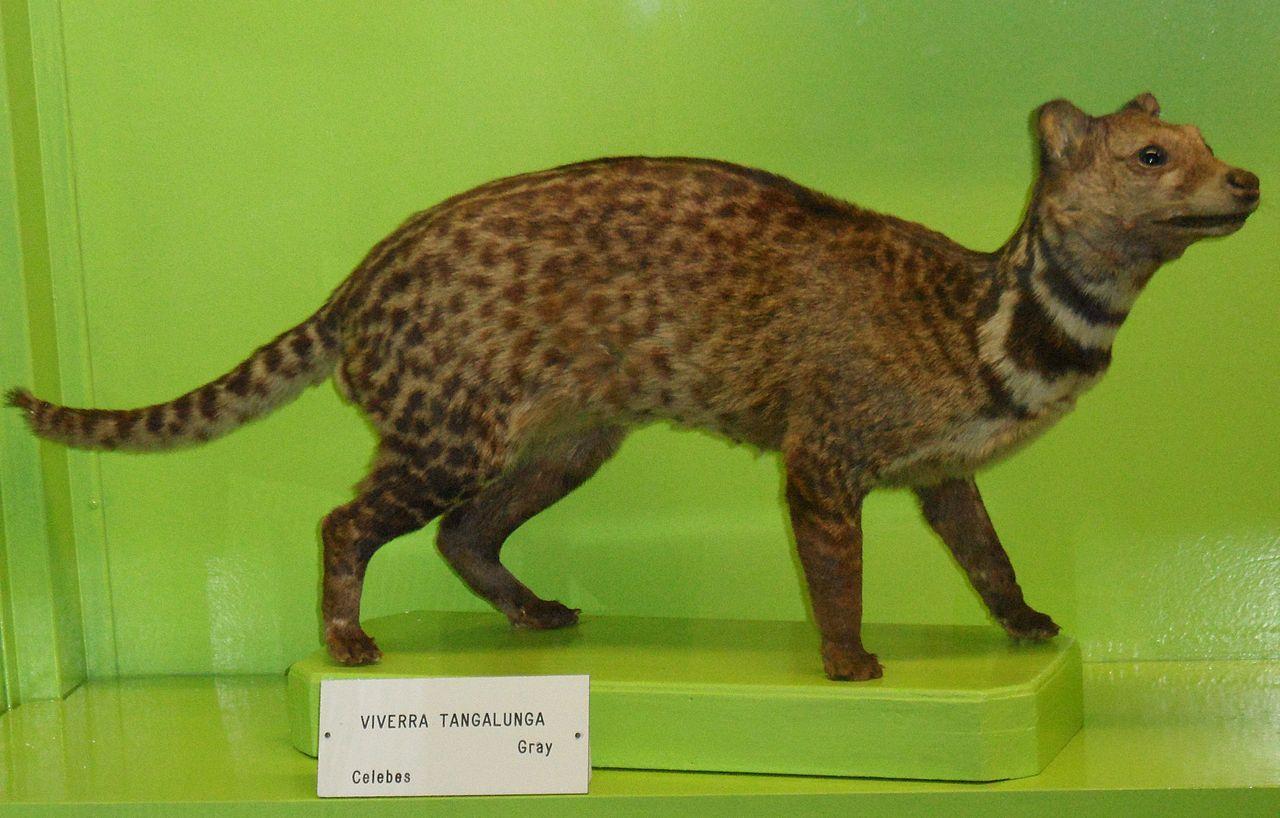 Malayan Civet