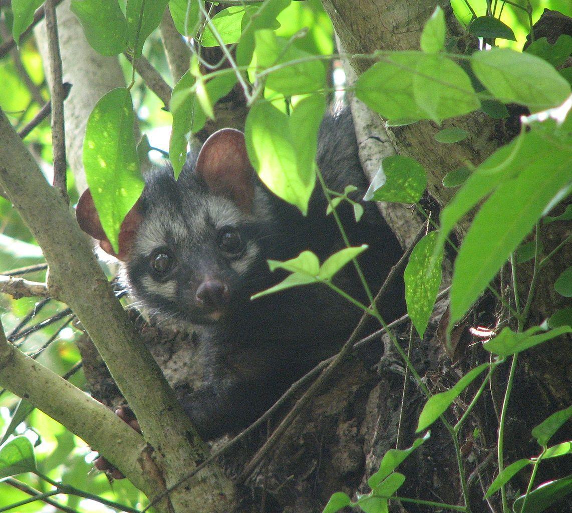 Alamid or Musang