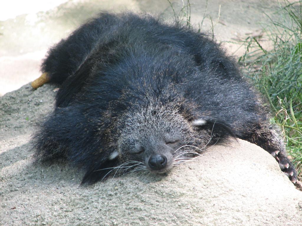 Bearcat Binturong Pet