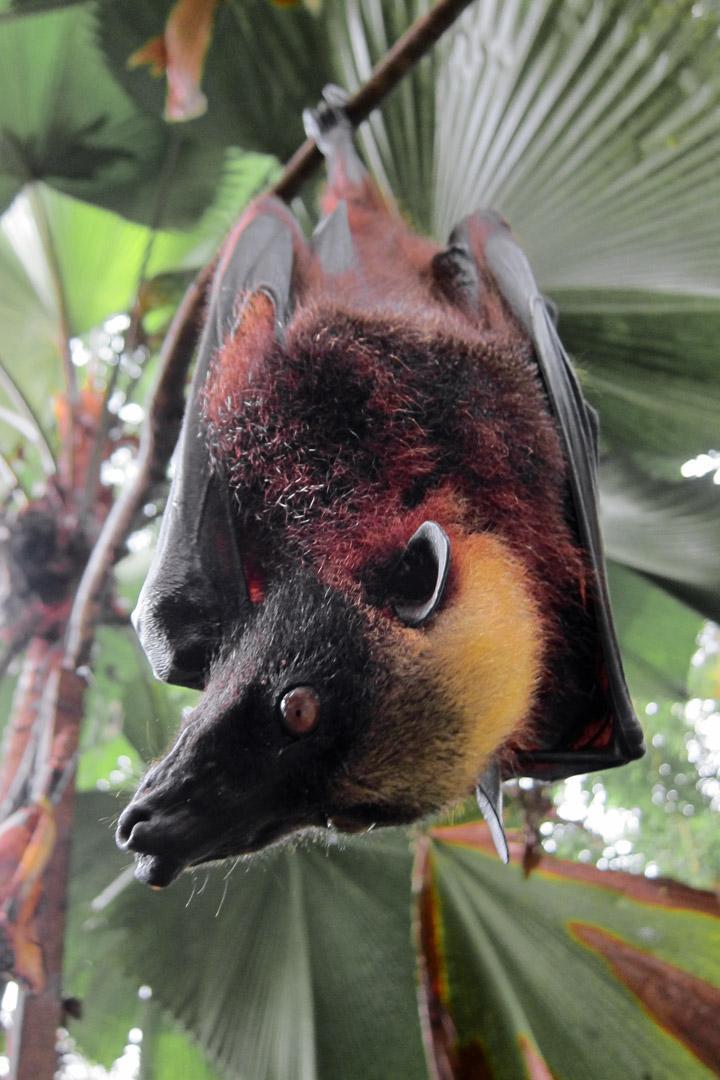 Giant Golden-crowned Flying Fox