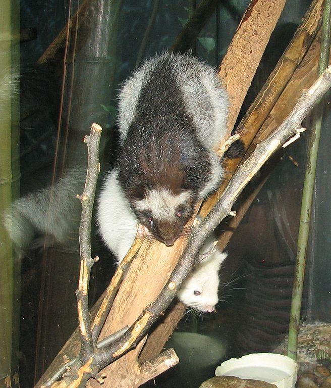 Northern Luzon Giant Cloud Rat