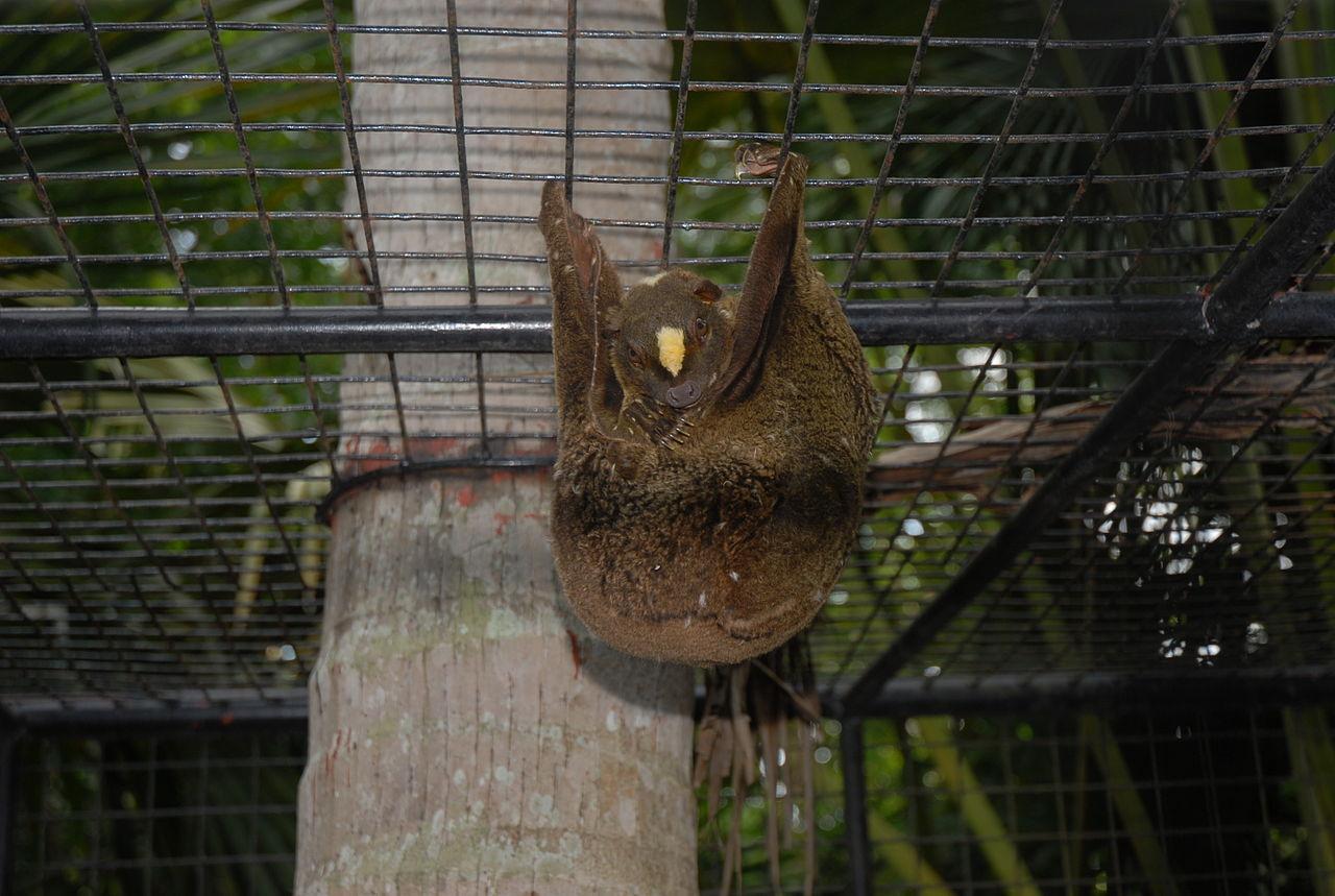 Philippine Flying Lemur