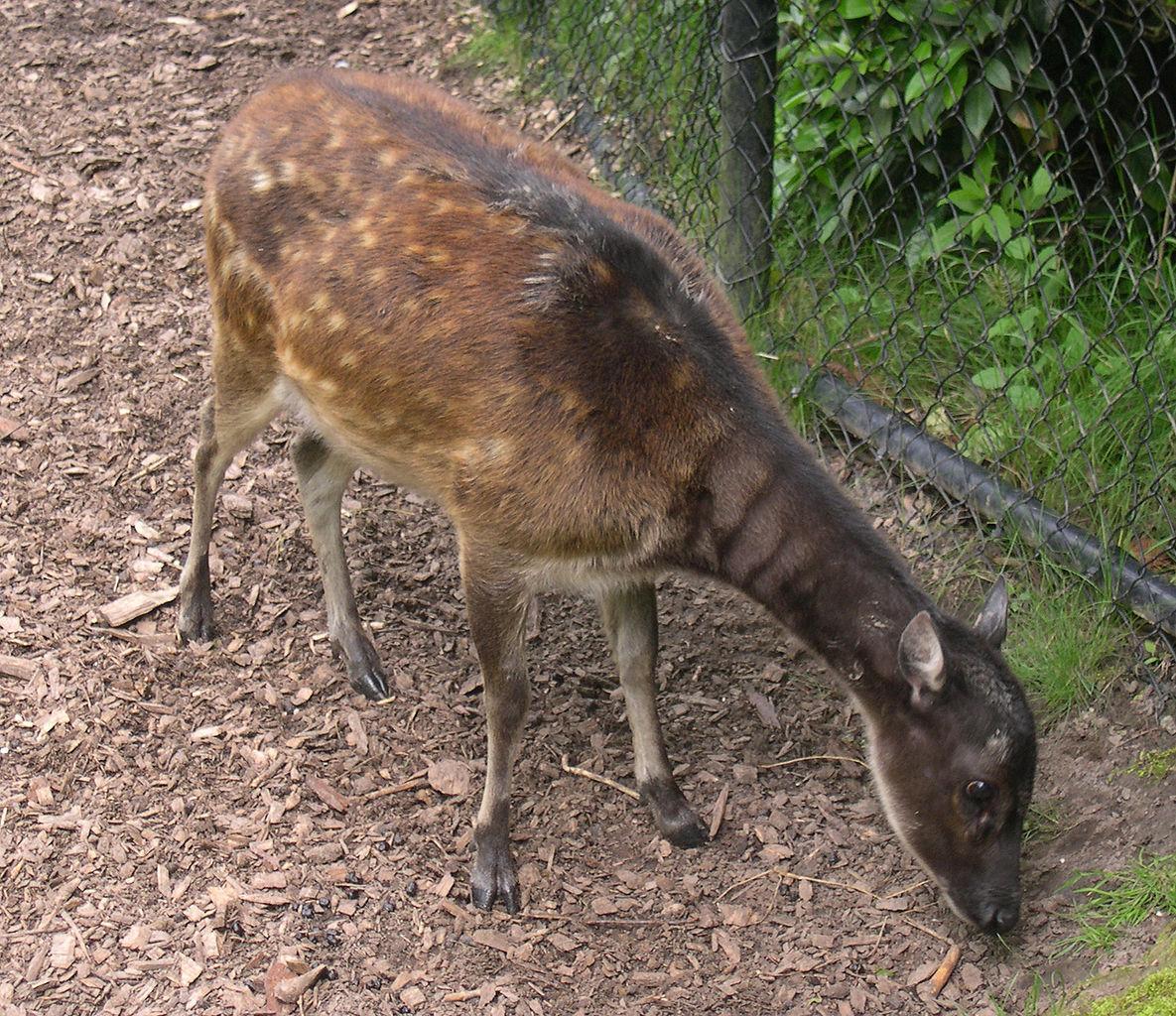 The Visayan Spotted Deer