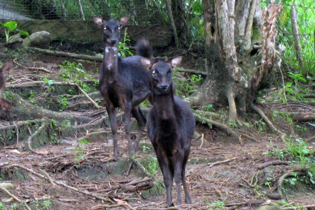 Philippine Deer