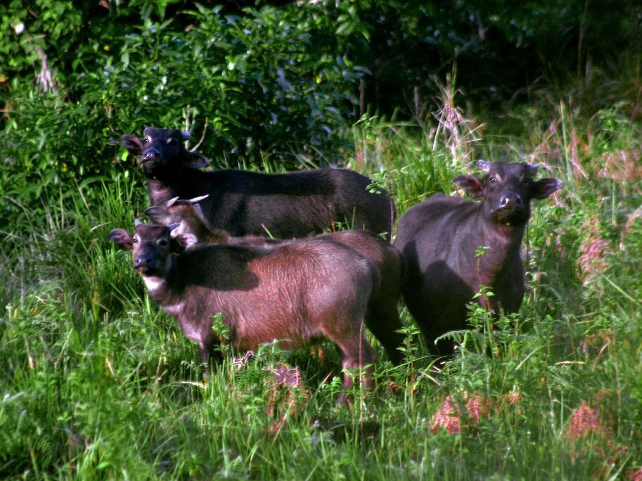 The Elusive Tamaraws of Mindoro, Philippines