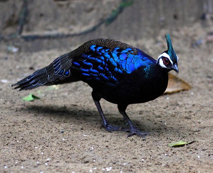 Palawan Peacock-Pheasant