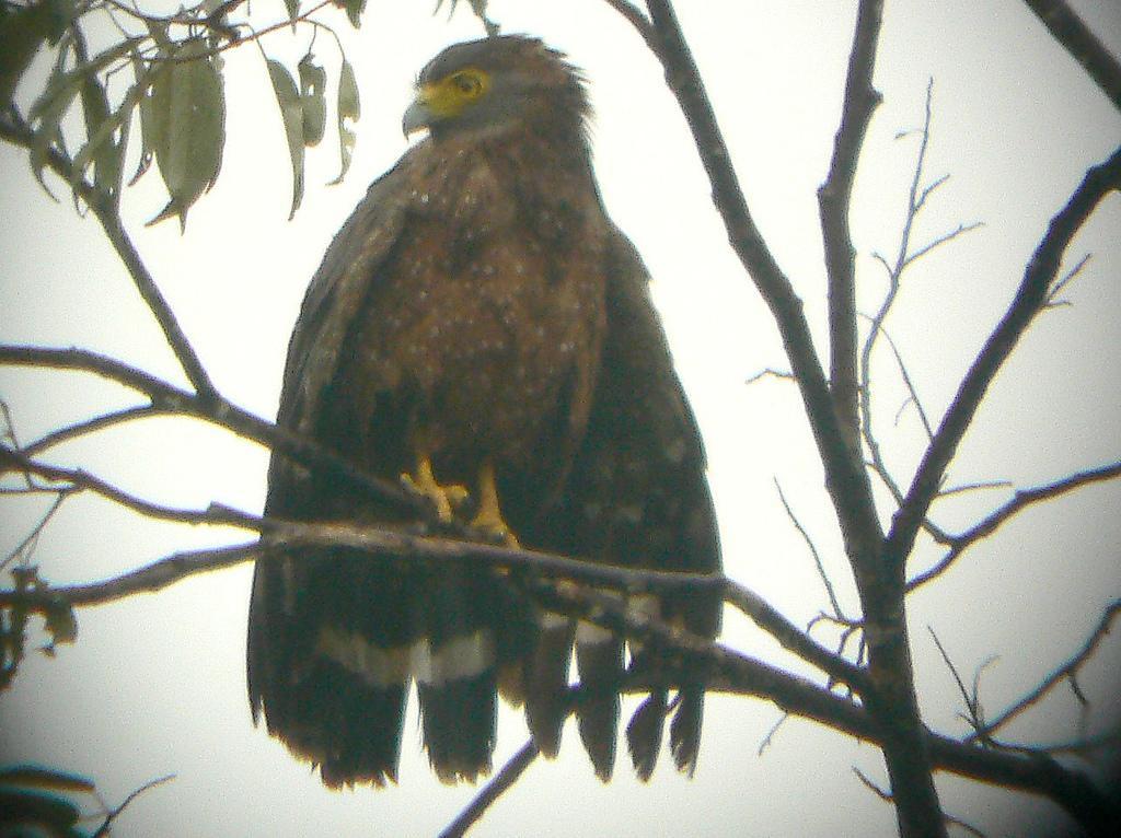 Philippine Serpent Eagle