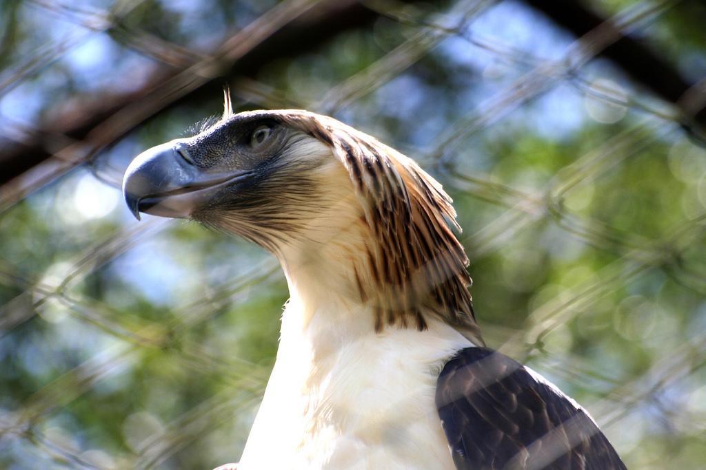 Philippine Eagle