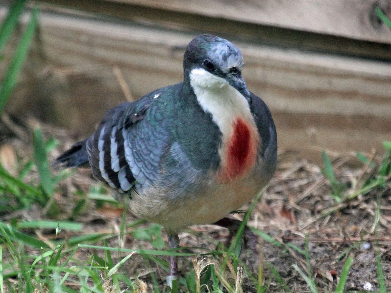 Luzon Bleeding-heart Dove