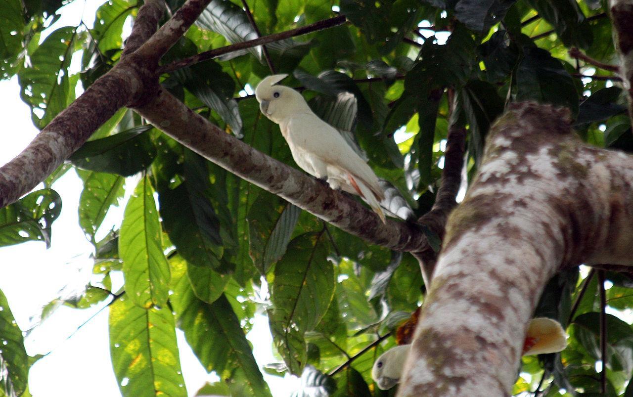 Philippine Cockatoo or Kalangay