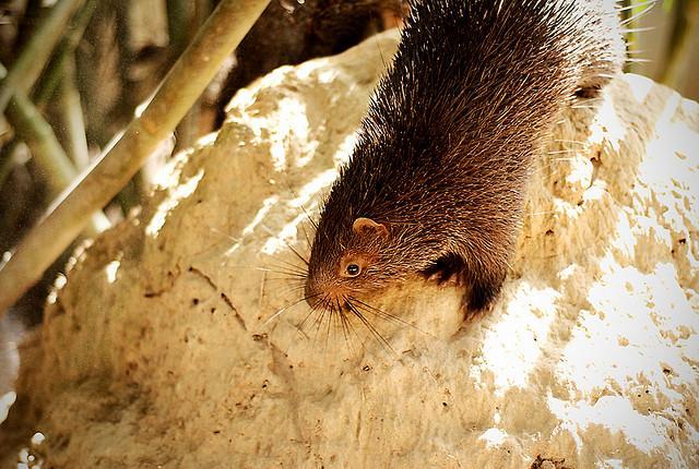 Philippine Porcupine