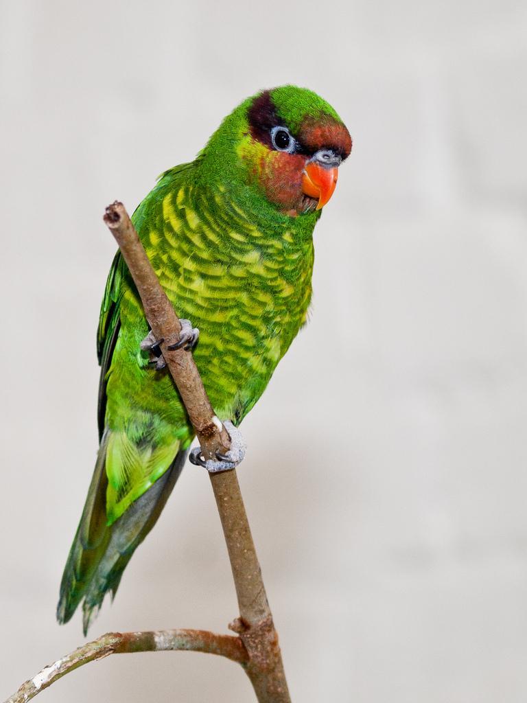 Mindanao Lorikeet