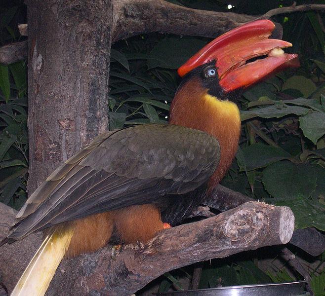 Kalaw or Rufous Hornbill