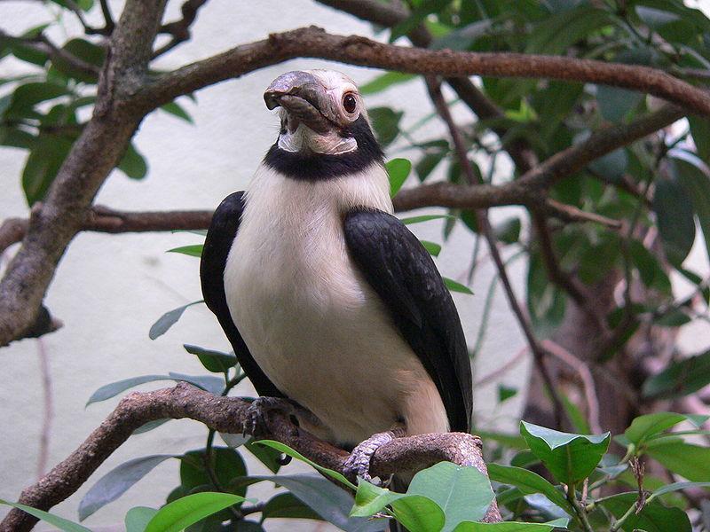 Luzon Hornbill