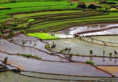 Nagacadan Rice Terraces
