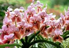 Waling-waling: The Queen of Philippine Orchids