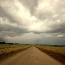 Del Monte Plantation