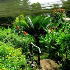 Butterfly Garden, Puerto Princesa City