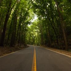Bohol Man-Made Forest