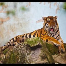 Malabon Zoo and Aquarium 