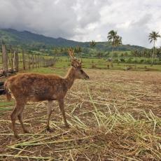 Deer Farm, Naga City