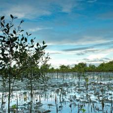 Bakhawan Eco-park 