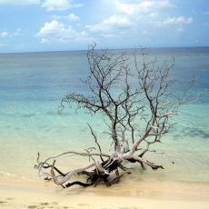 Apo Reef National Park