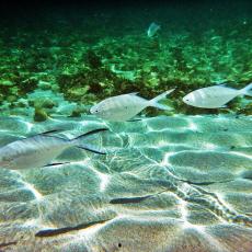 Boracay Underwater