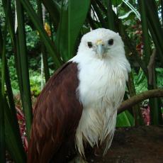 Philippine Eagle Center
