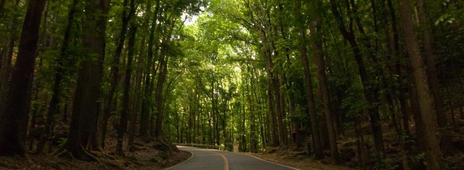 Bohol Man-Made Forest