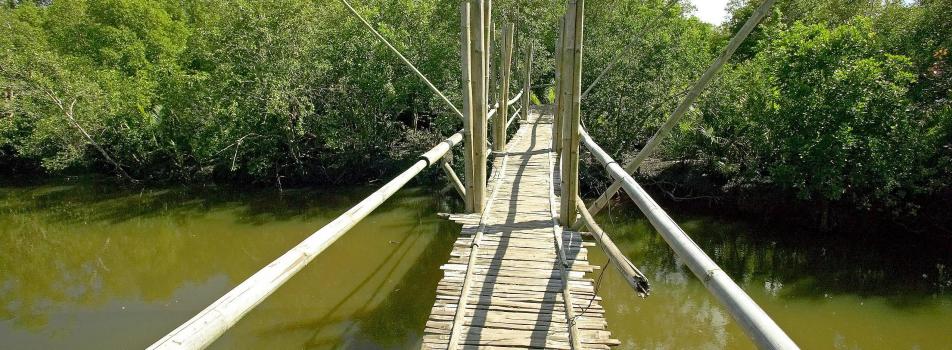 Candijay Mangrove Forest